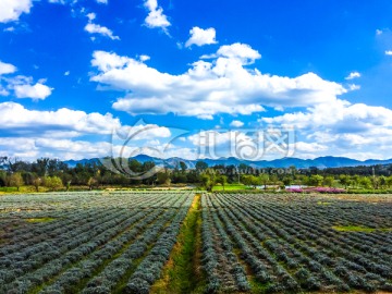 田园风光