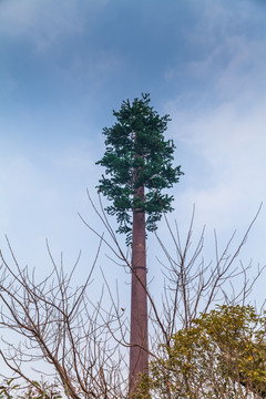 信号塔树 信号树