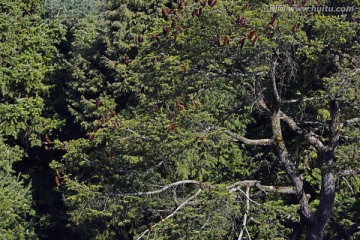 云南油杉树