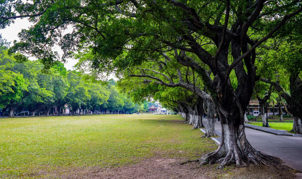 阳光绿树草地