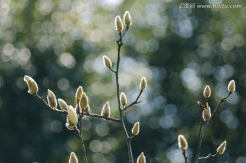 玉兰花 含苞