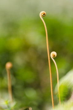 野生 蕨菜