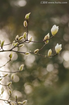 玉兰花 含苞欲放