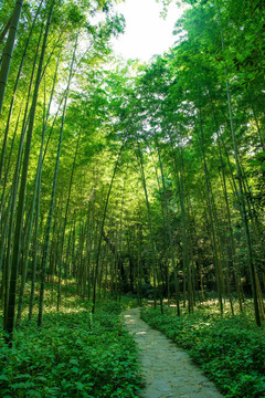 竹林小路