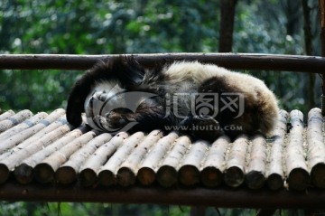 睡姿可爱的大熊猫