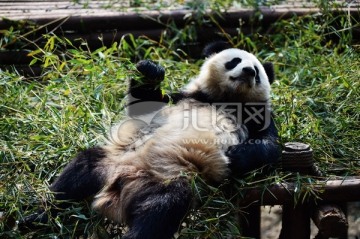 仰天休息的大熊猫
