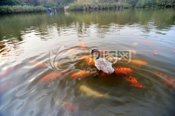 天鹅与锦鲤鱼