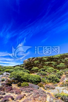 高山草甸