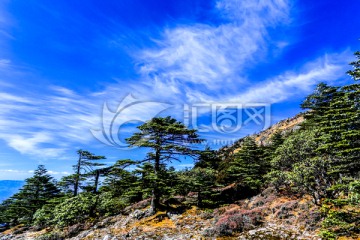 高山植被