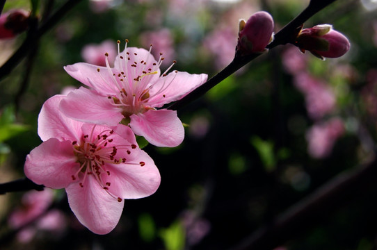 桃花