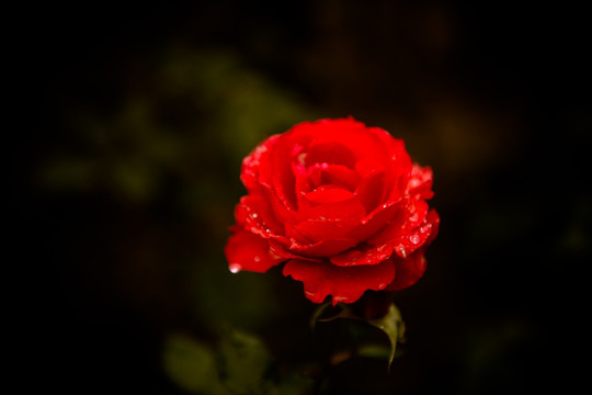 一枝玫瑰