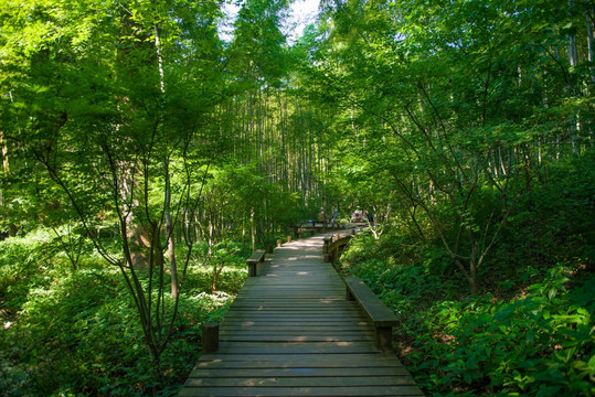 竹林小道