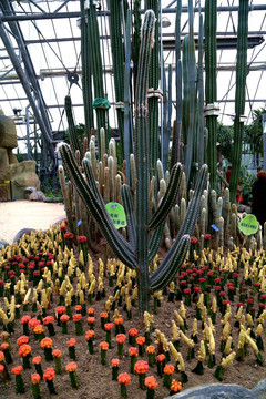 植物園 溫室房 多肉多漿展館