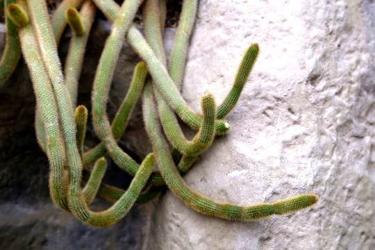 仙人掌 条形仙人掌 热带植物