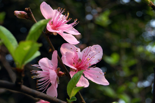 桃花