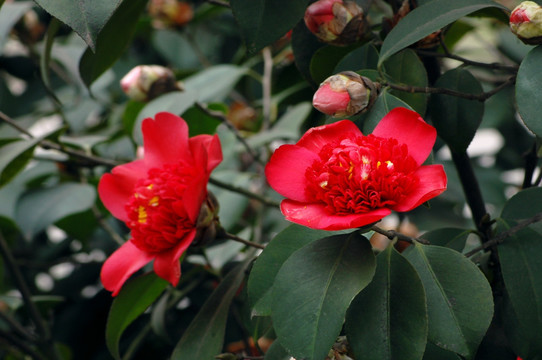 山茶花