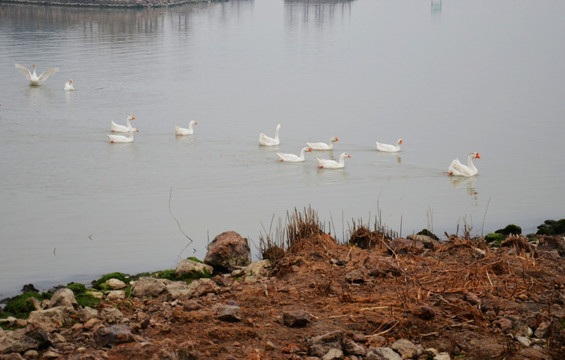太湖里的大白鹅