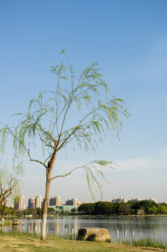 春天的公園