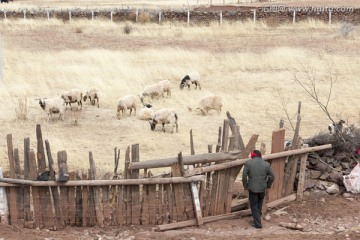 羊群 牛群 羊圈 草原风光