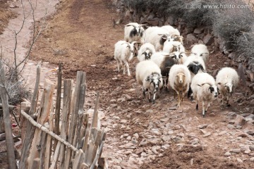 羊群 牛群 羊圈 草原风光