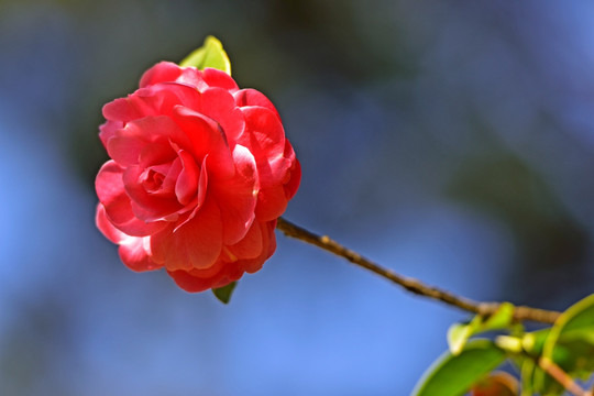 山茶花