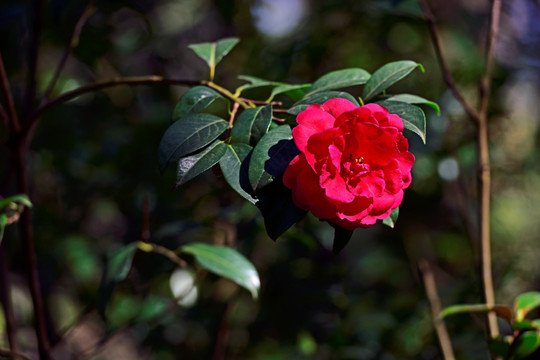 山茶花