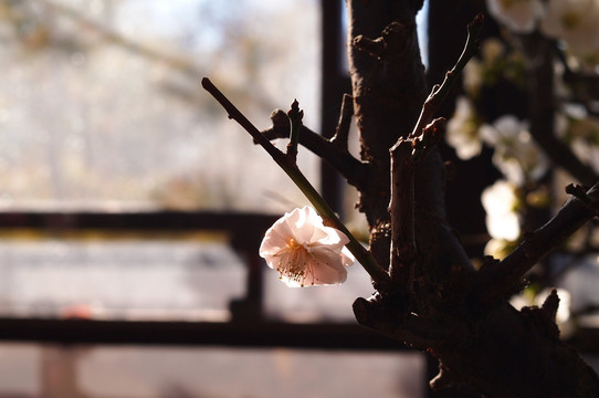 梅花 花蕊