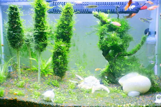 水族魚缸