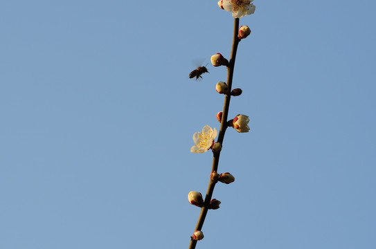 梅花迎春