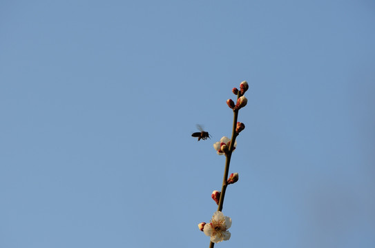 梅花迎春