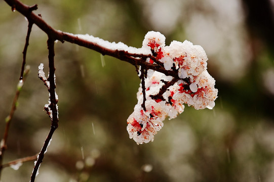 冰雪杏花