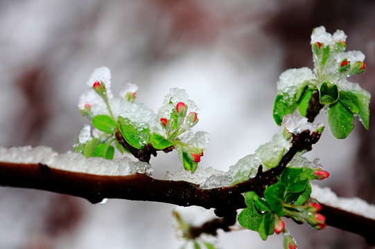 冰雪花蕾