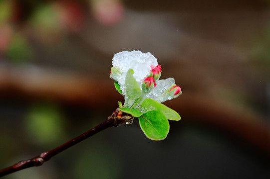 冰雪花蕾