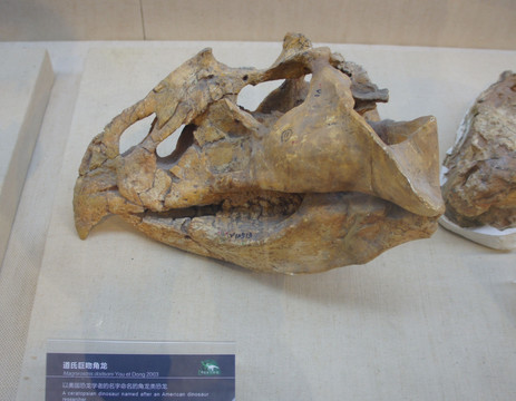 道氏巨吻角龙化石