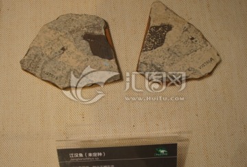 汉江鱼化石