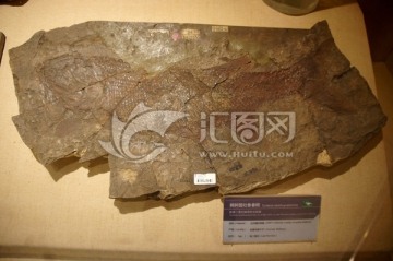 桃树园吐鲁番鳕化石