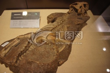 中国鹦鹉嘴龙化石