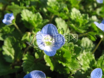 蓝色小花朵