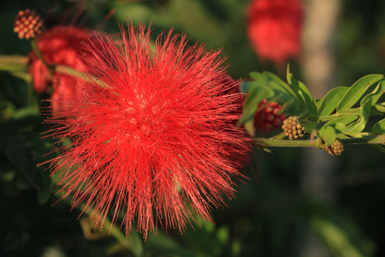 朱缨花