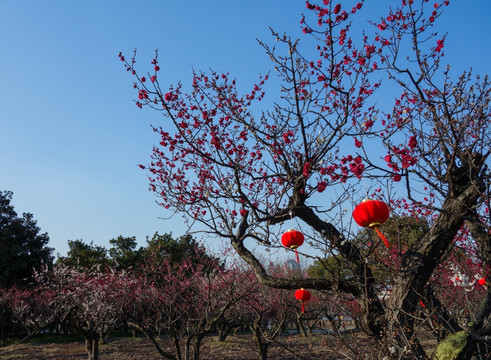 2016世纪公园梅花节