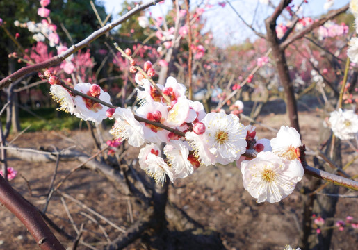 2016世纪公园梅花节