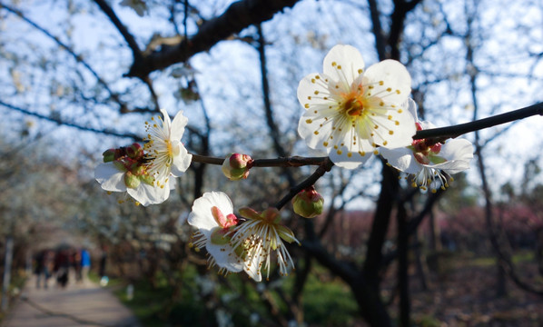 2016世纪公园梅花节