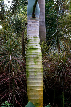 树木 棍棒椰子 棕榈