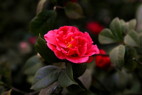 茶花 红茶花 盛开