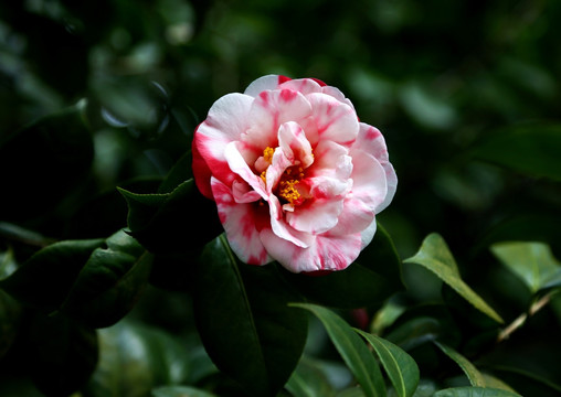 茶花 白茶花 红白色