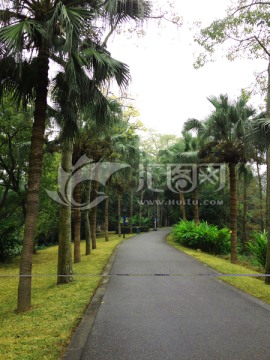 椰子树道路