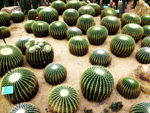 圓形仙人球