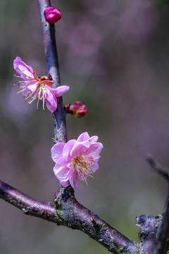 梅花