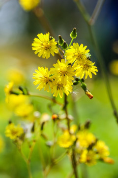 雏菊