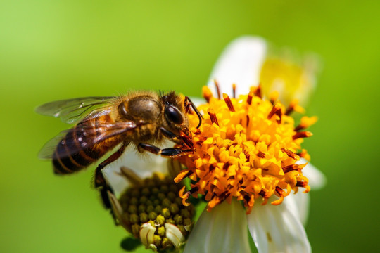 蜜蜂与野菊花